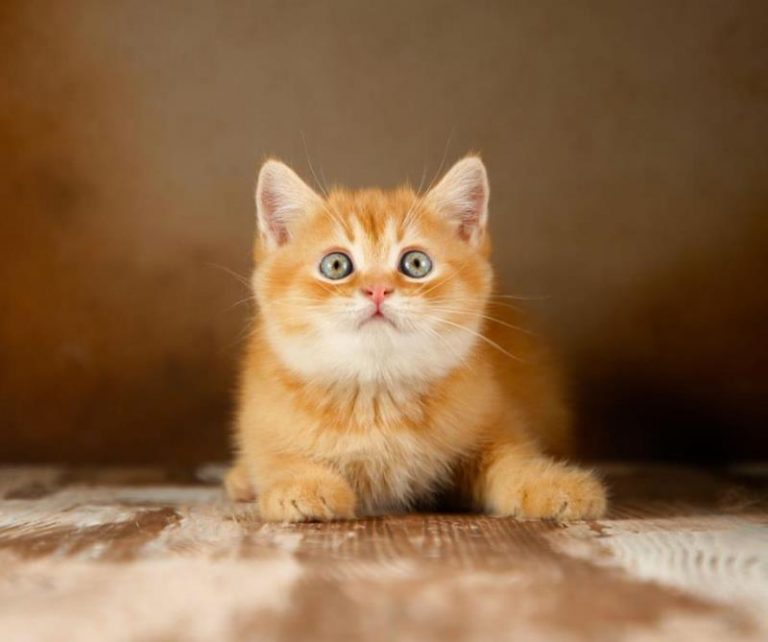 بچه گربه پرشین